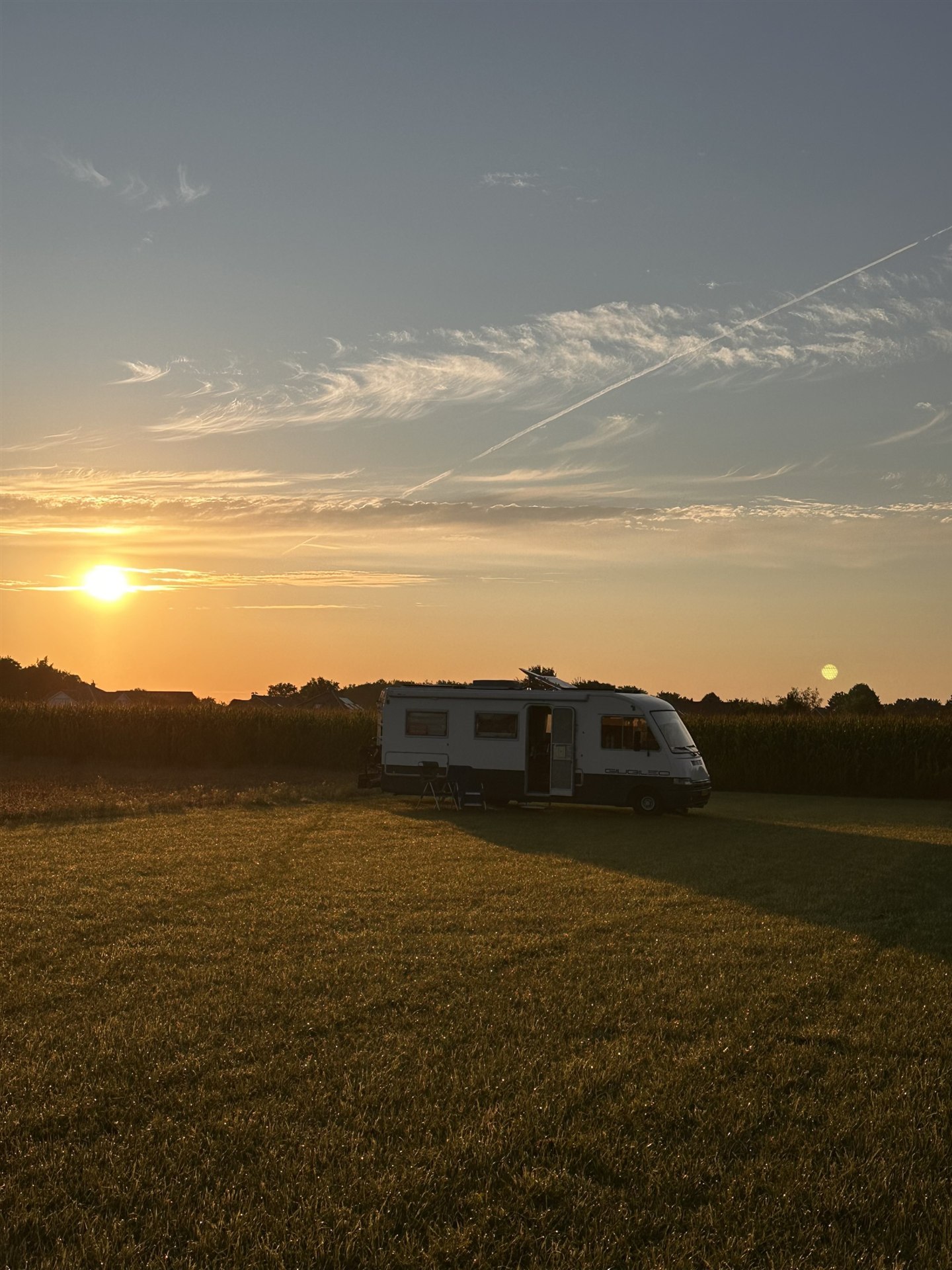 Leo in een goudkleurig veld bij zonsondergang